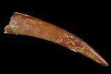 Pterosaur (Siroccopteryx) Tooth - Morocco #94149-1